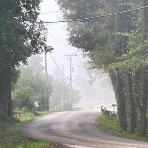 bunny history lesson! (feat. tormint)