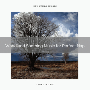 Take a Nap and Feel the Power with Lovely Woodland Music