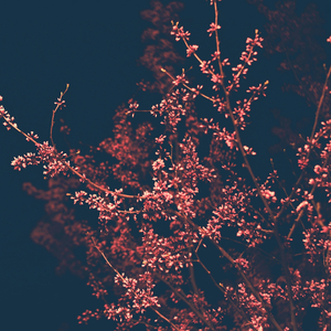 봄은 늘 내게 아픔을 준다