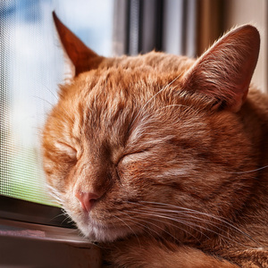 The Soft Glow Of Cat Dreams