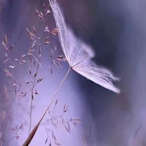 Chime