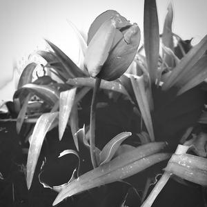 Rhum (Version anglaise)