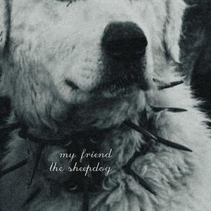 my friend the sheepdog