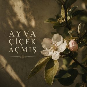 Ayva Çiçek Açmış