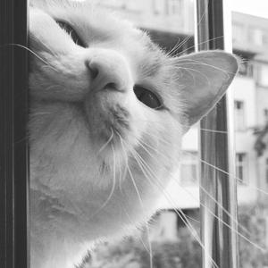 亲爱的同学（Cover 茉莉天空）