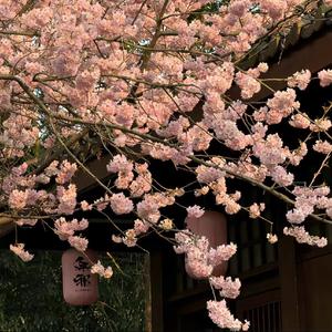 却又像风捉摸不住