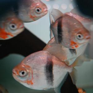 约会在星期天晚上