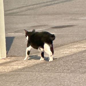 シベリアン・ハスキー・ラプソディ (feat.初音ミク)