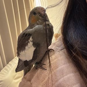 舞い落ちる花びら 0.6x（remix）