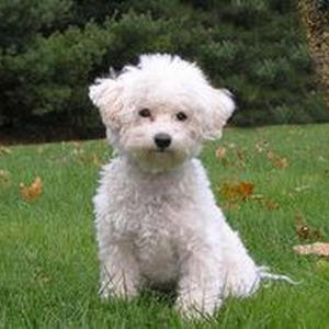 Itty Bitty Piggy (Speed up)