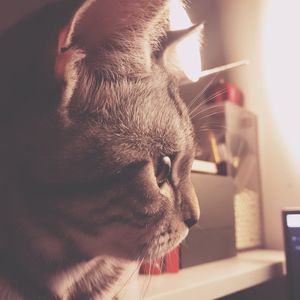 第三人称（翻自 Todd Li）