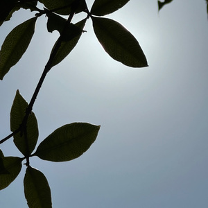 忏悔录 - 瑞（cover;忏悔录KKECHO/那奇沃夫/DR1P）