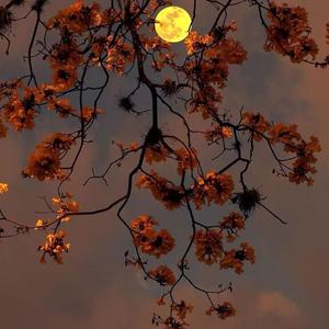 踏山河（翻自 是七叔呢）