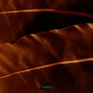 963 Hz One Rejuvenation