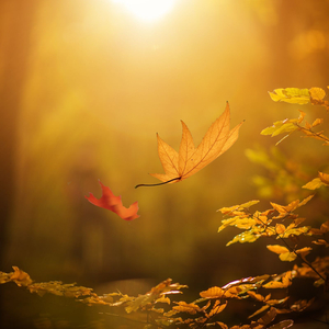 Fall's Grace