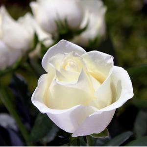 Mahathvathin Kiredam Bishop Jerome