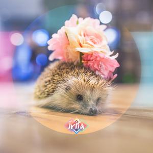 虫儿飞（八音盒）