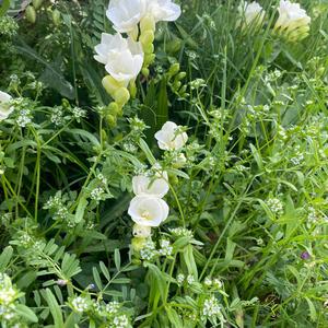 White freesia 【English ver】