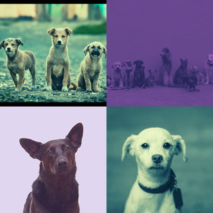 一尘不染小狗印象数