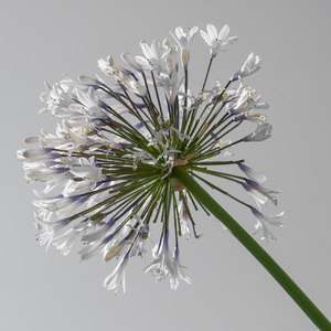 Lily