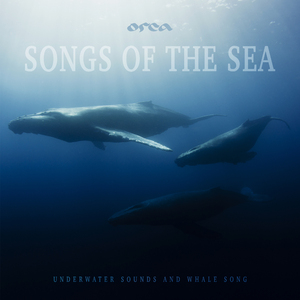 Megaptera Novaeangliae