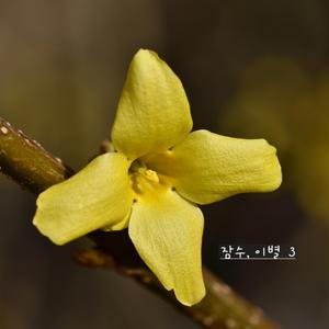 잠수, 이별 3