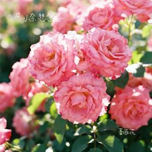 蔷薇花