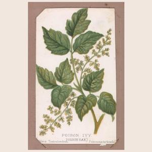 Poison Ivy