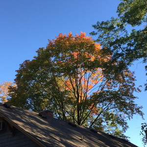 the leaves will change