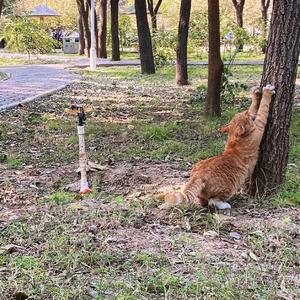 那些花儿 十孔口琴版