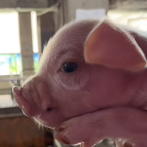 不是rapper却瞎写情歌(裁缝版本).wav