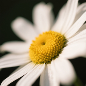 Kenangan Melayang Mimpi