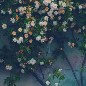 好想你（男女合唱）（翻自 群星）