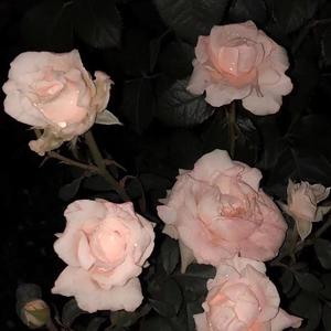 漠河舞厅