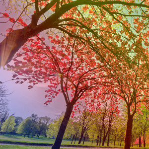 Lagrimiando el Corazon