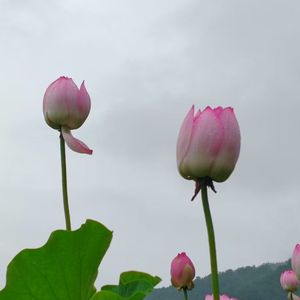 轮回偈
