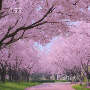 欲落的樱花 (Cover 初月)