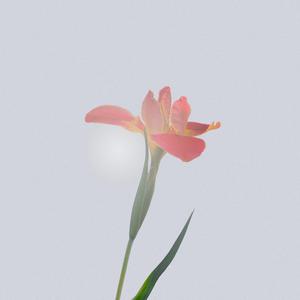 寂しい花 (Instrumental)