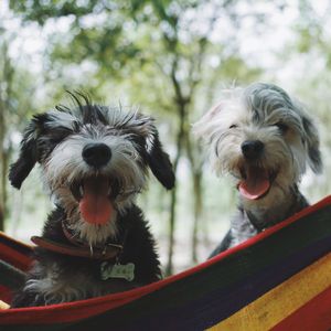 抚慰的训练犬回忆