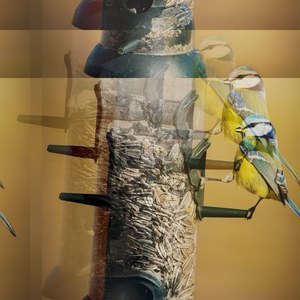 Toxicosis