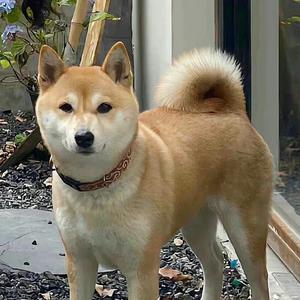 回忆观影券-吉他部分（Ahe）