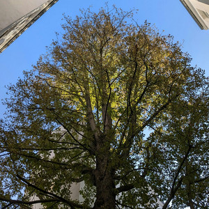 大きな栗の木の下で - ハーモニカセッション