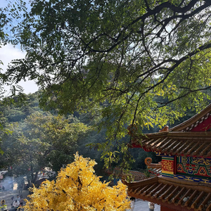 后来，“可惜”成了最熟练的修辞