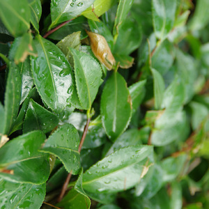 エバーフレッシュ