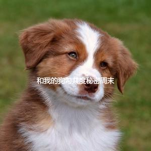 Alluring Moods for Chilled Pets