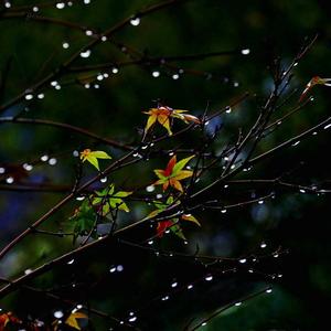 雨之秋