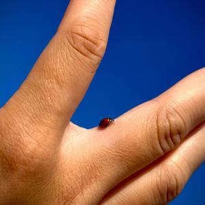 LADYBUG.wav