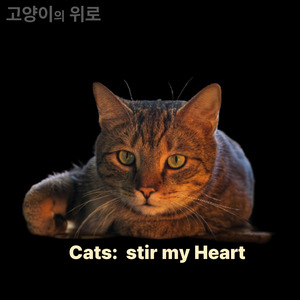 고양이의 눈물