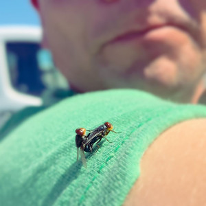 Stubenfliege