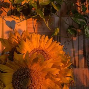 Tender Osaka Cassette